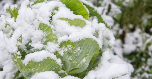 Cabbage