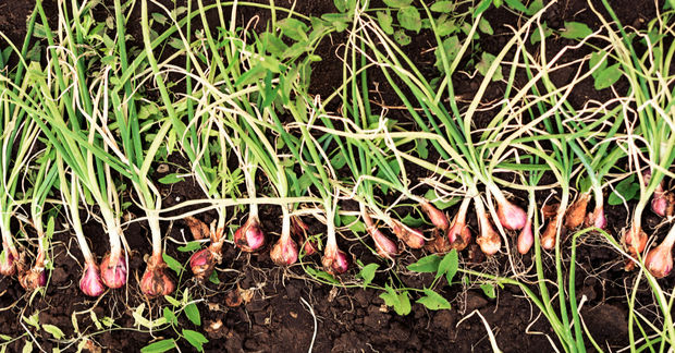 Onions