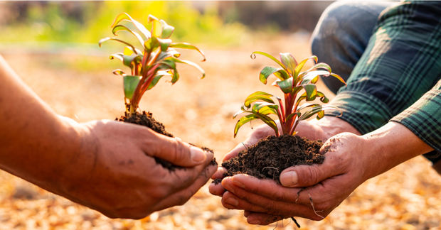 Planting Planting trees.