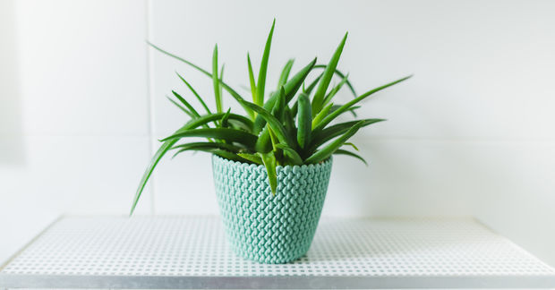 Aloe