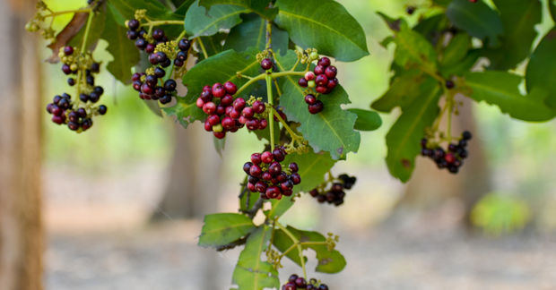 Allspice Clusters of berries in various stages of ripeness hanging from green leafy branches — ranging from small green unripe berries to red and deep purple mature ones — with a blurred woodland background