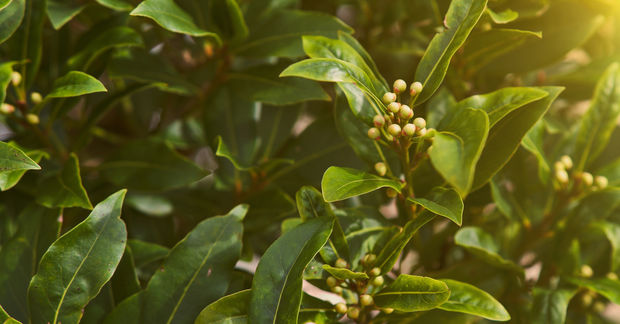Bay Close-up of a lush green plant with glossy oval leaves and clusters of small pale green flower buds, bathed in warm golden sunlight filtering through the foliage
