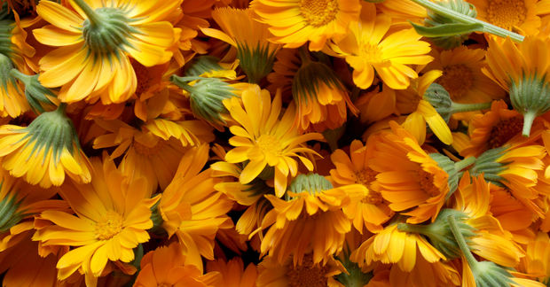 Use A vibrant full-frame arrangement of freshly picked calendula flowers in shades of bright yellow and deep orange, with green sepals and stems visible throughout.
