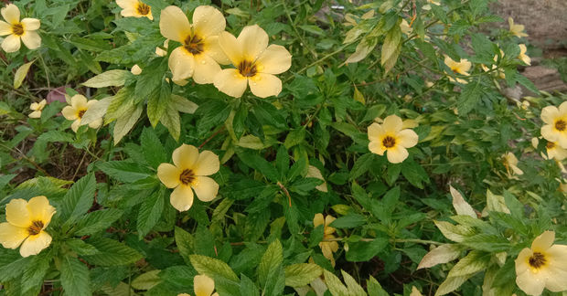 Damiana A flowering plant with multiple pale yellow five-petaled blooms featuring dark brown centers, growing among lush green serrated leaves in a garden setting.