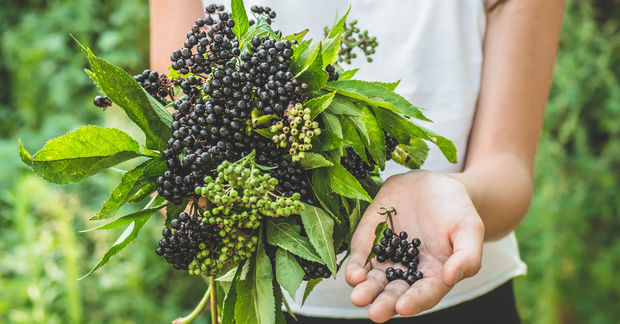 Elderberries A person in a white shirt holding freshly harvested elderberry branches with clusters of ripe dark purple berries and some unripe green ones, while displaying a small handful of elderberries in their open palm