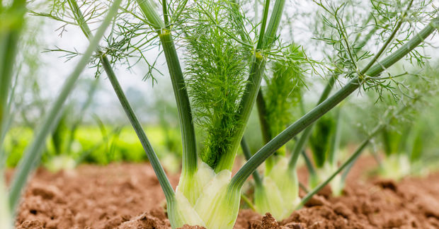 Fennel Fresh fennel plants growing in brown soil, showing the pale white bulb bases and tall green stalks topped with feathery, delicate fronds, photographed at ground level in a garden or farm field.