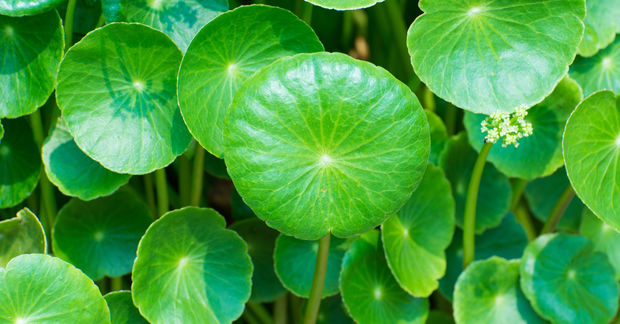 Gotu Close-up of lush green Centella asiatica (Gotu Kola) leaves with their distinctive round, kidney-shaped form and radiating vein patterns, with small clusters of tiny white flowers visible among the foliage.