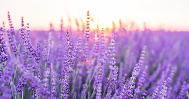Lavender A field of blooming lavender with tall purple flower spikes in the foreground, softly blurred against a warm pink and golden sunset sky in the background.