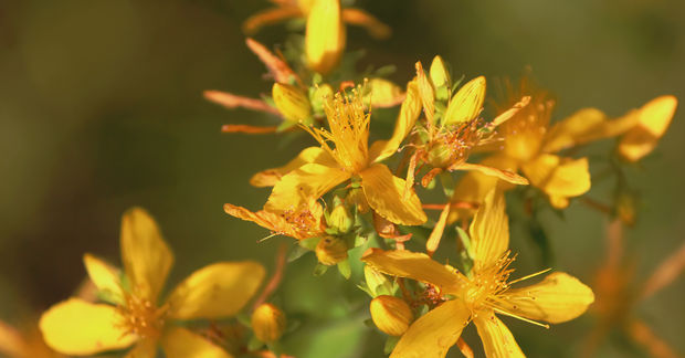 St. Close-up of bright yellow St. John's Wort flowers with five delicate petals and prominent golden stamens, clustered together with unopened buds against a soft green blurred background.