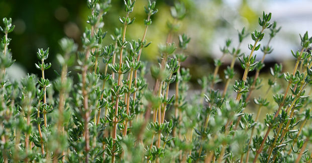 Thyme Fresh thyme plants growing in a garden, featuring multiple upright woody stems covered with tiny paired green leaves, with a soft bokeh background of greenery.