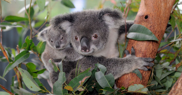 Koala