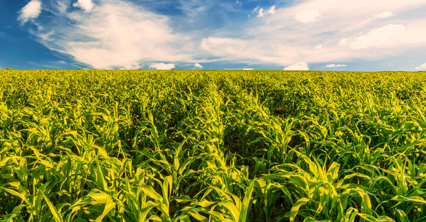 Corn