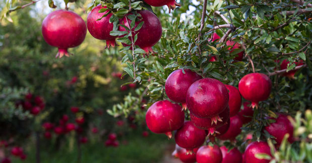 Ripe