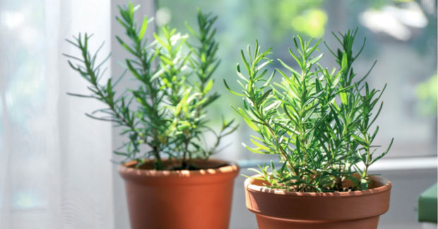 Rosemary