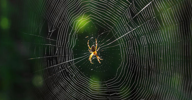 Spiders