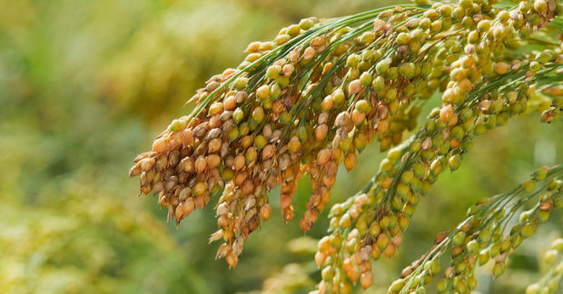 Millet