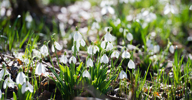 Snowdrop Snowdrop
