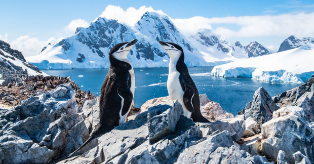 Penguins Penguins