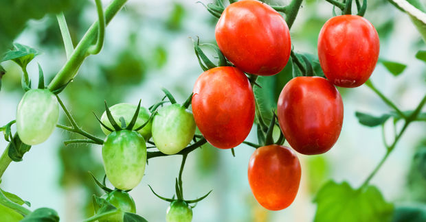 Tomato