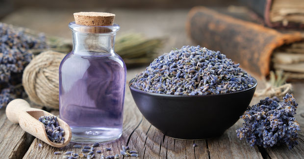 Lavender