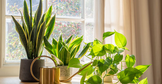 Houseplants