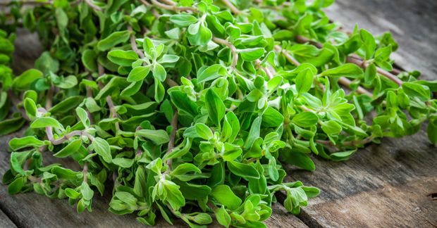 Marjoram