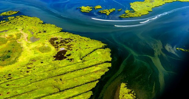 Wetlands
