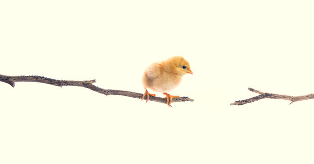 Newborn Newborn