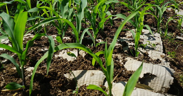 Corn