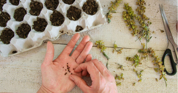 Planting