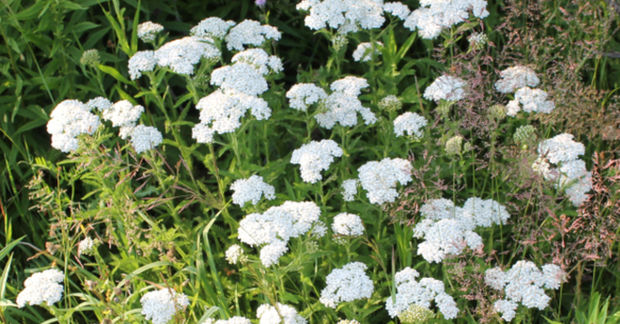 Yarrow Yarrow