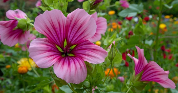 Magenta-colored Magenta-colored