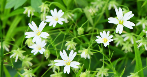 Chickweed Chickweed