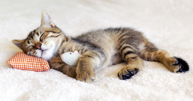 Cat Cat
