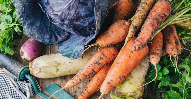 Carrots