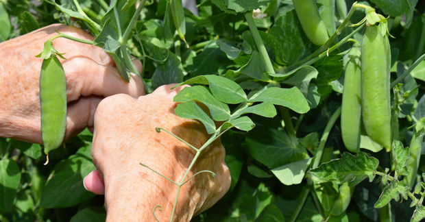 Picking