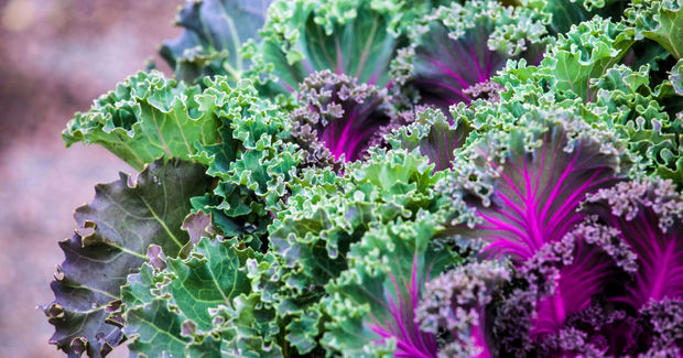 Kale