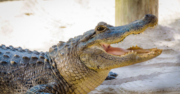Alligators