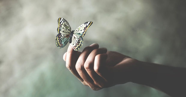 Butterflies