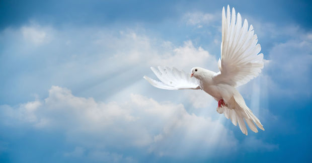 Doves