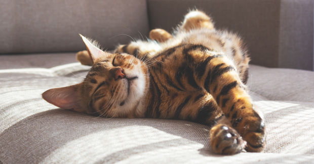 Cats Cats