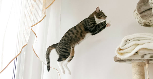 Cat Cat