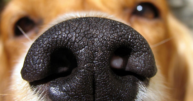 Close-up Close-up