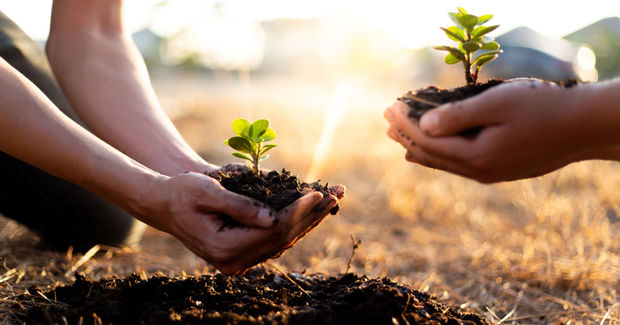 Planting