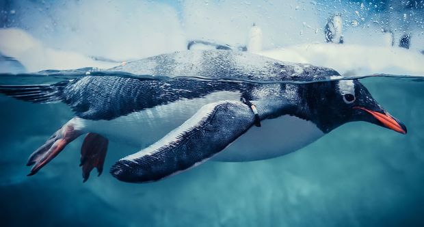 Gentoo Gentoo