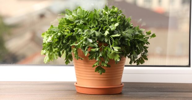 Parsley