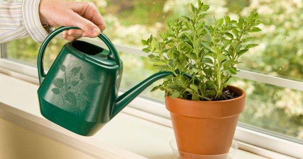 Watering