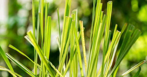 Lemongrass