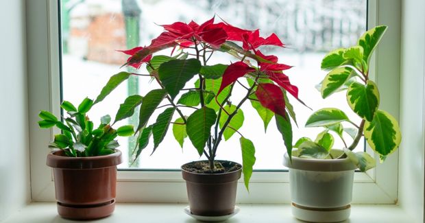 Plants