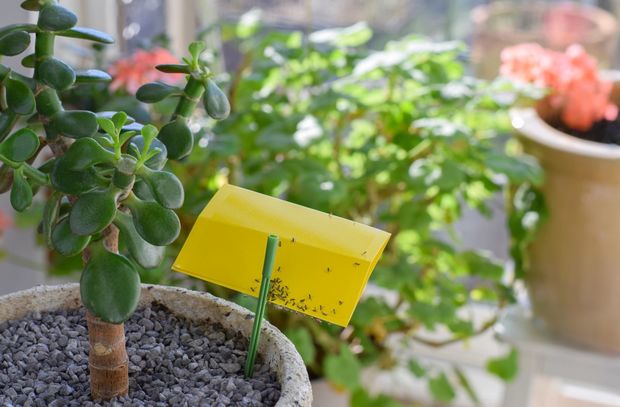Houseplant
